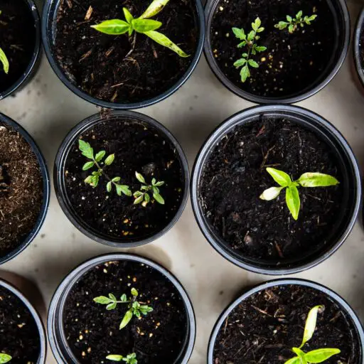 Community Gardening