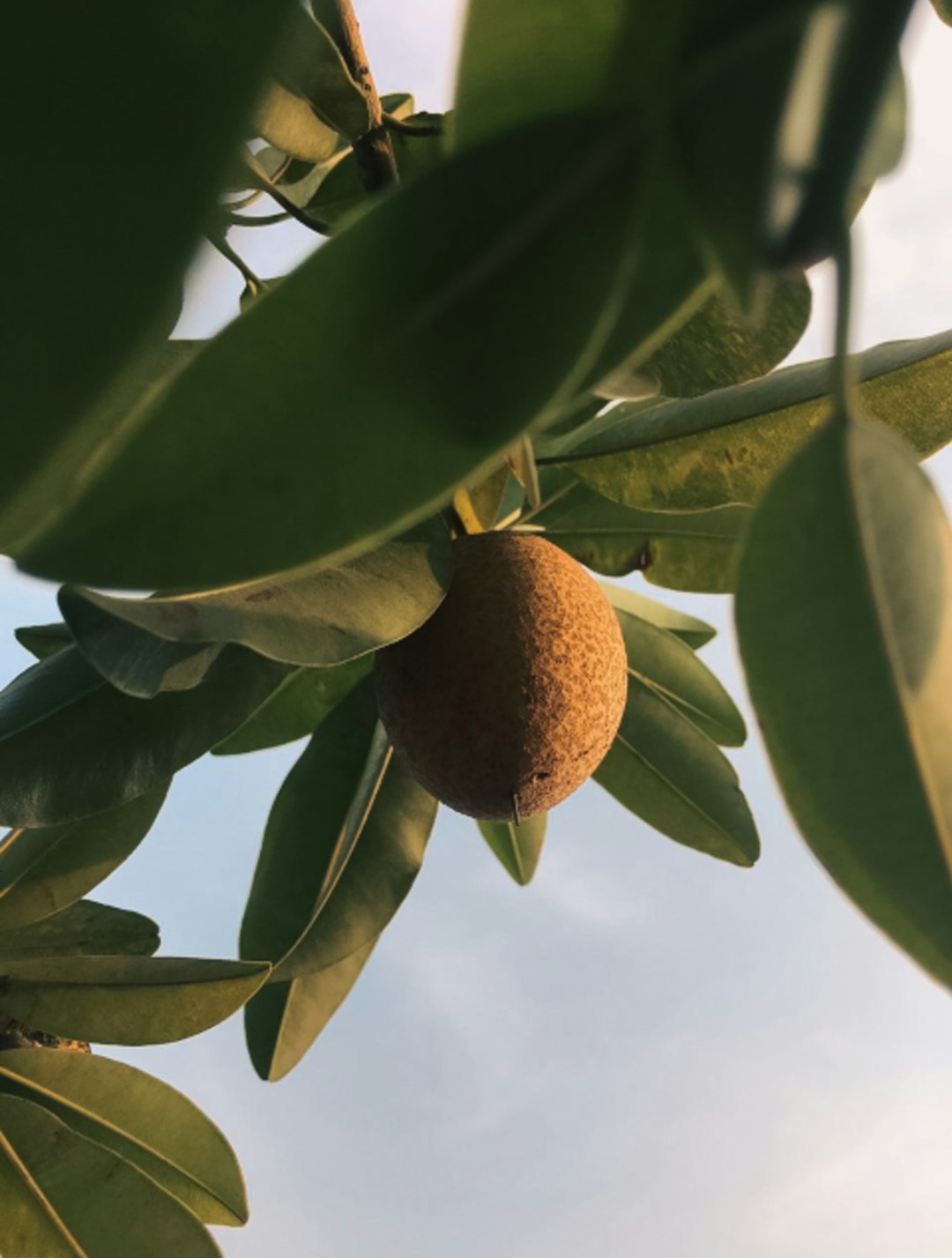 Sapodilla by Community Gardening a fruit hanging from a tree branch with sky in the background