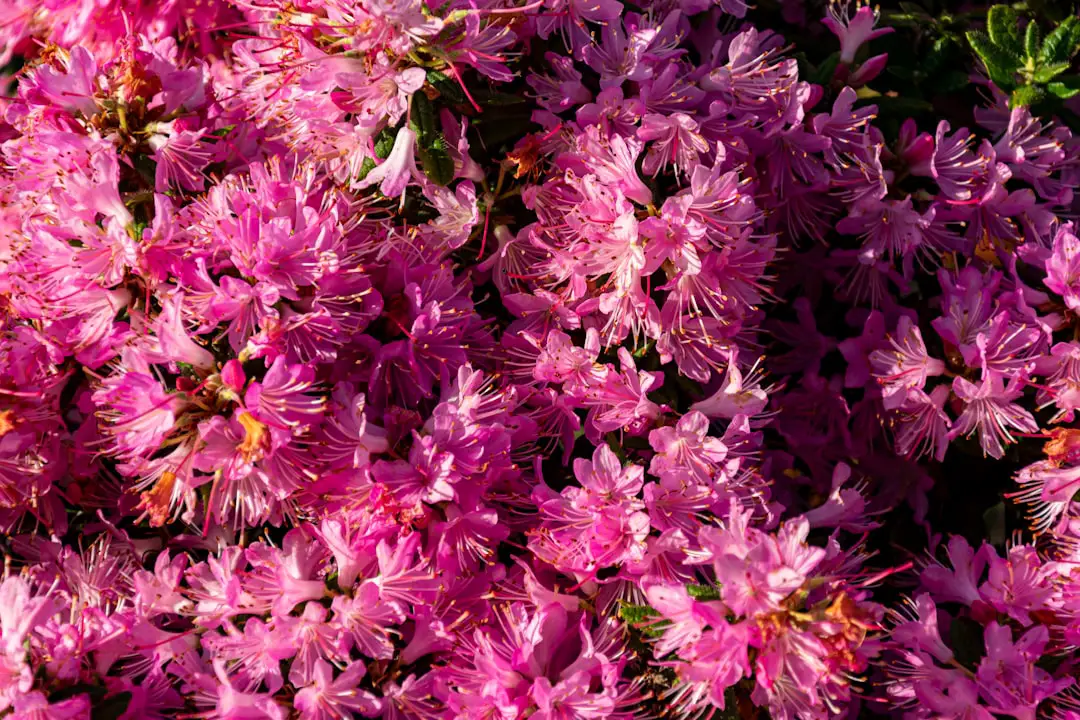 a bunch of purple flowers that are blooming