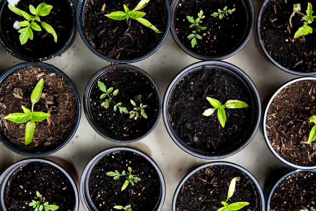 Urban Gardening โ Raising tomatoes for self support by Community Gardening green leafed seedlings on black plastic pots