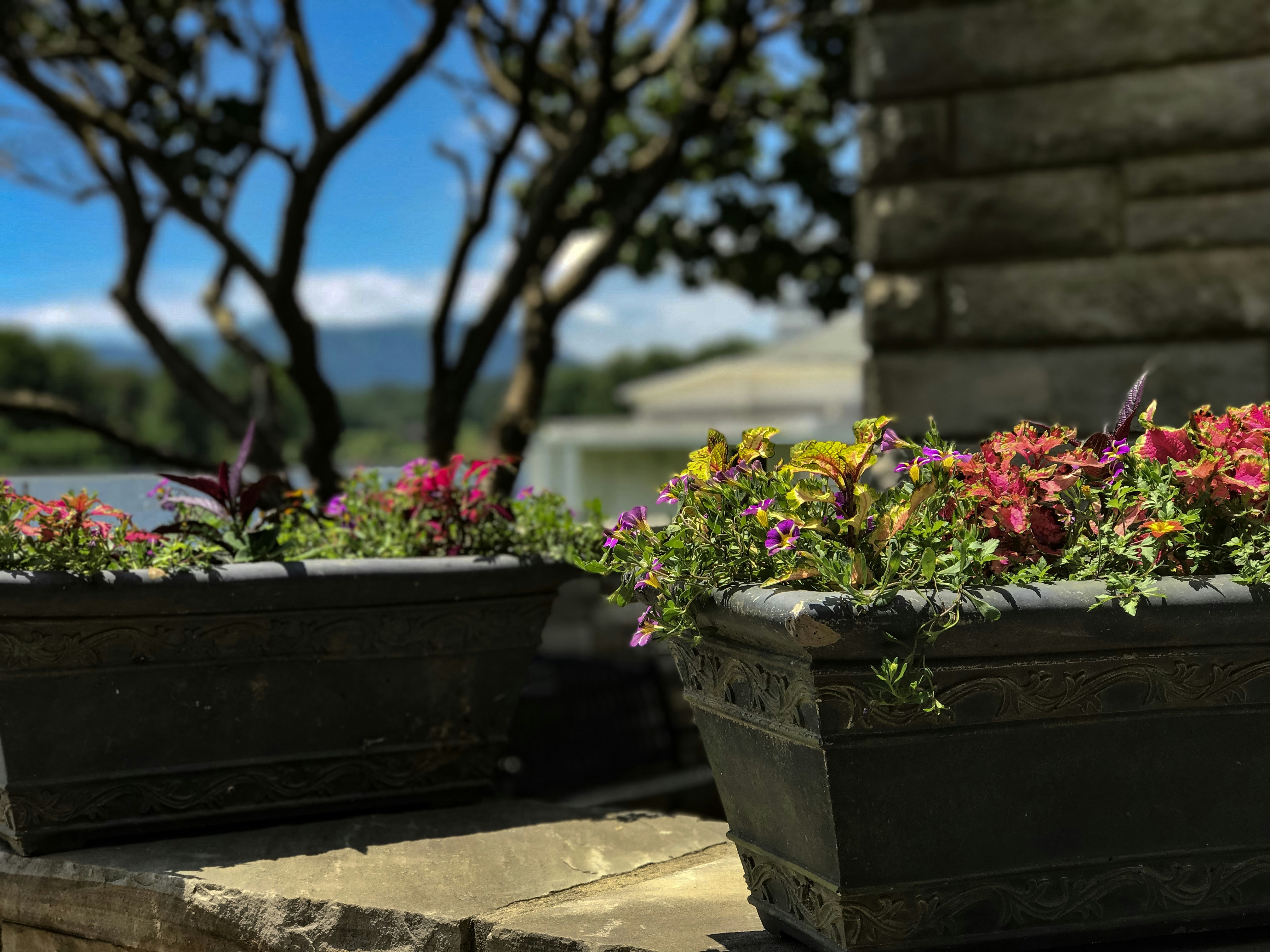 yellow and pink flowers on black pot