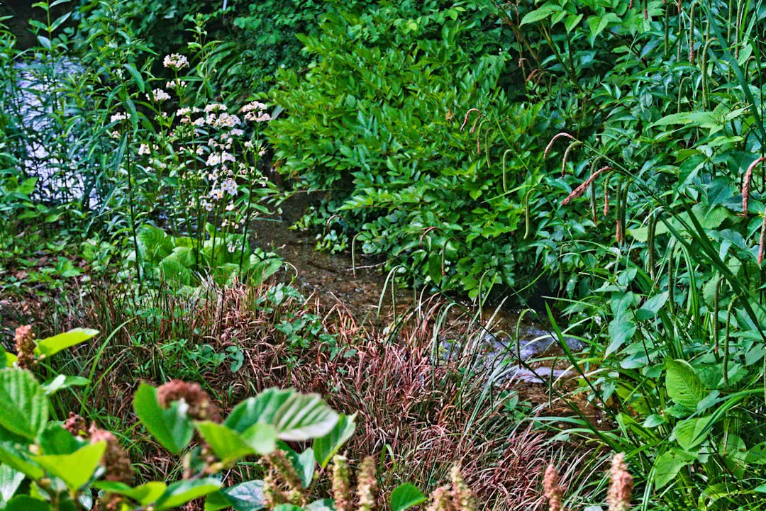 a small stream running through a lush green forest