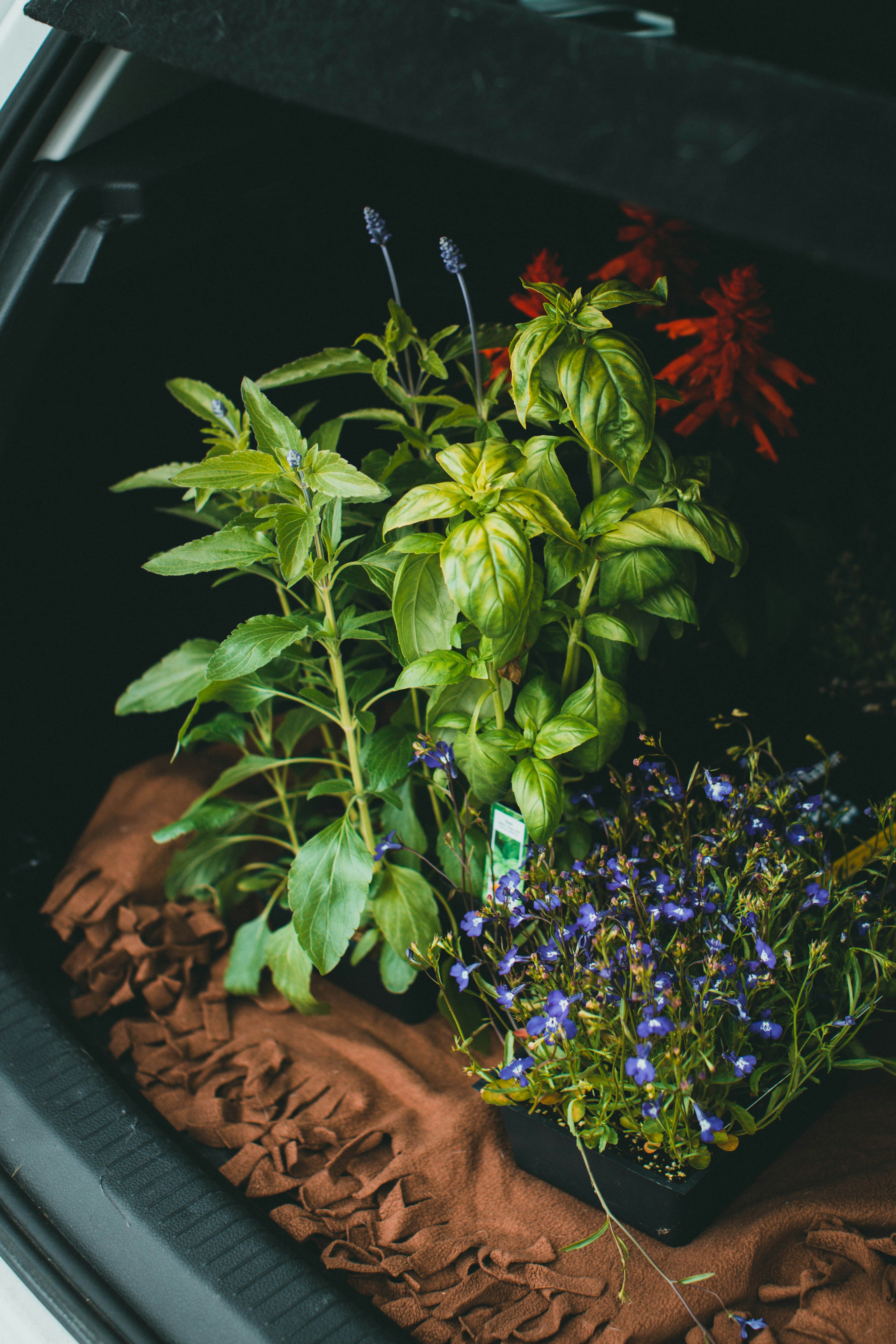 green and purple plant in brown clay pot