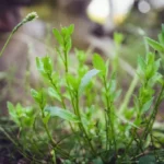 Featured image for 10 Community Garden Maintenance Issues You Can Easily Solve 2025