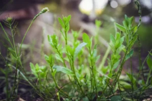 Featured image for 10 Community Garden Maintenance Issues You Can Easily Solve 2025