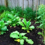 Featured image for What Are the 11 Biggest Challenges of Community Gardens 2025