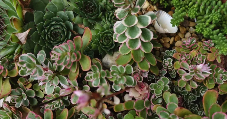 Featured image for 25 Drought-Tolerant Plants for Community Gardens That Thrive in 2025