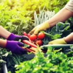 Featured image for 10 Game-Changing Food Security Programs You Need to Know 2025