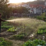 Featured image for 11 Surprising Benefits of a Community Garden 2025