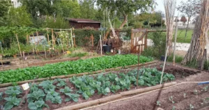 Featured image for 12 Surprising Benefits of Vegetable Gardening for Home Community 2025