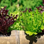 Featured image for Edible Landscaping Uncovered 12 Genius Ways to Grow Your Foodscape 2025