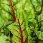 Featured image for Unlocking the Power of Community Garden Programs in 2025