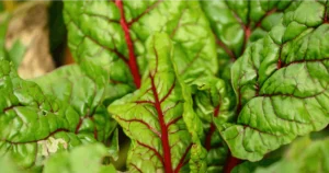 Featured image for Unlocking the Power of Community Garden Programs in 2025