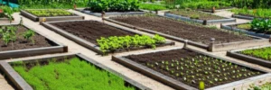 Featured image for No-Dig Gardening Community Plots 12 Secrets to Thriving Together 2026