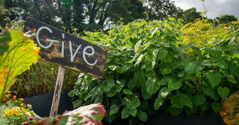 Featured image for How Do You Make a Community Vegetable Garden 15 Steps to Success 2026