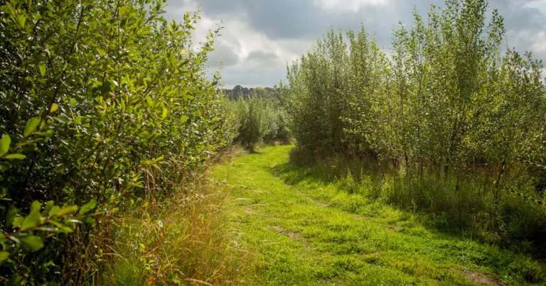 Featured image for What Are the Objectives of a Garden 6 Essential Goals to Grow By